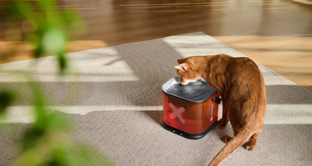 Easy-to-Clean Cordless Pet Water Fountain with Detachable Base