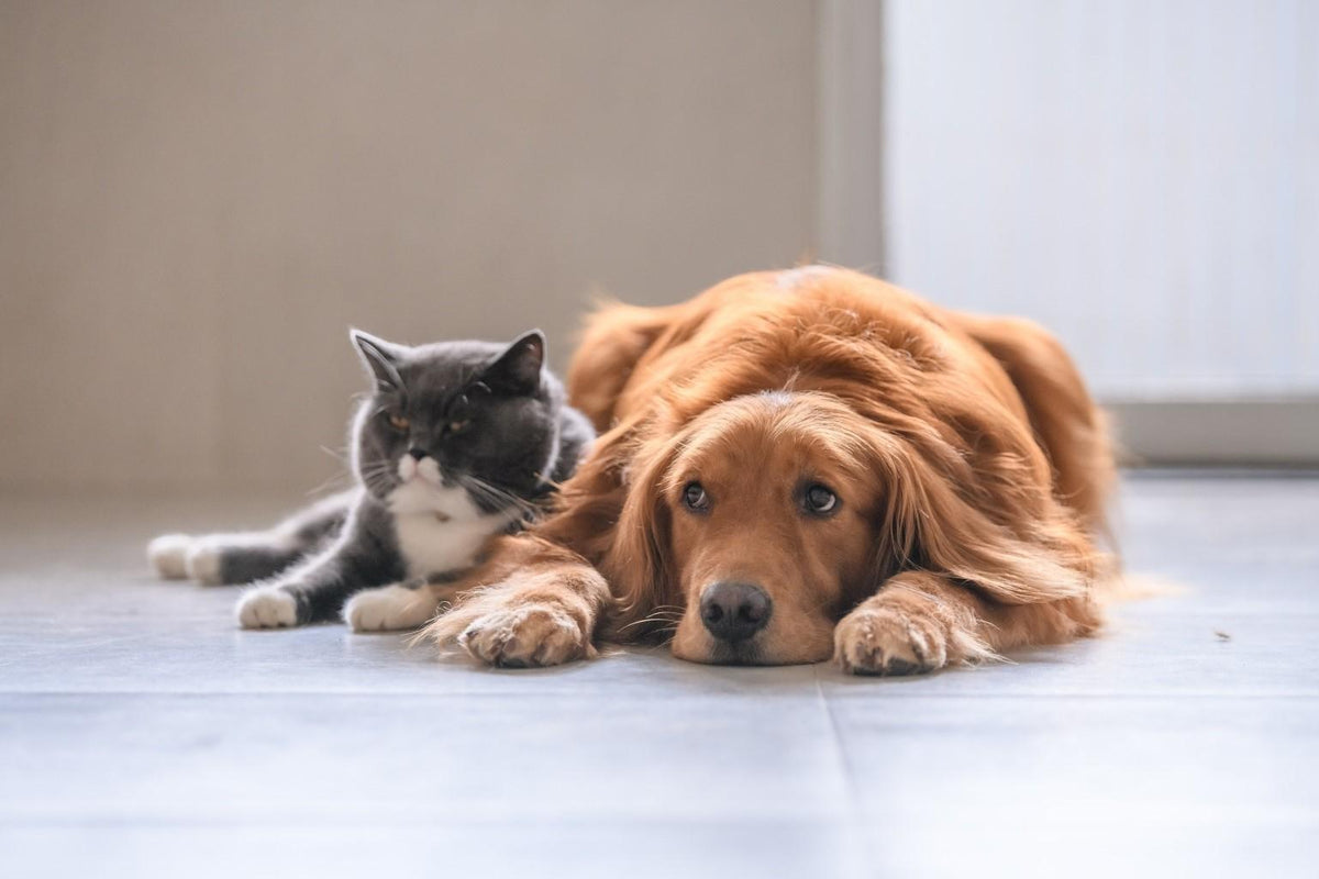 Choosing an Automatic Dog Feeder for Australian Homes