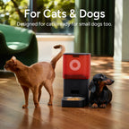 Molly&Cody Smart Feeder 6L Camera FT-21C-B