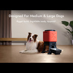 Medium and large dog using the Molly&Cody Titan 14L automatic dog feeder